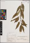 Foto von Salix fragilis L.